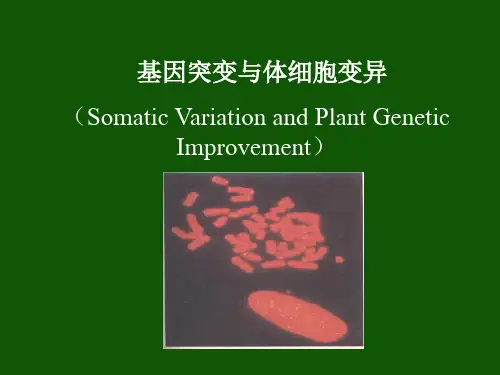 基因突变与体细胞变异剖析