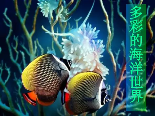 海洋生物PPT