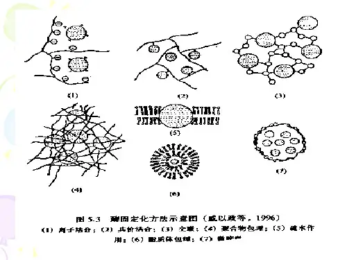 4.8第五章酶分子修饰