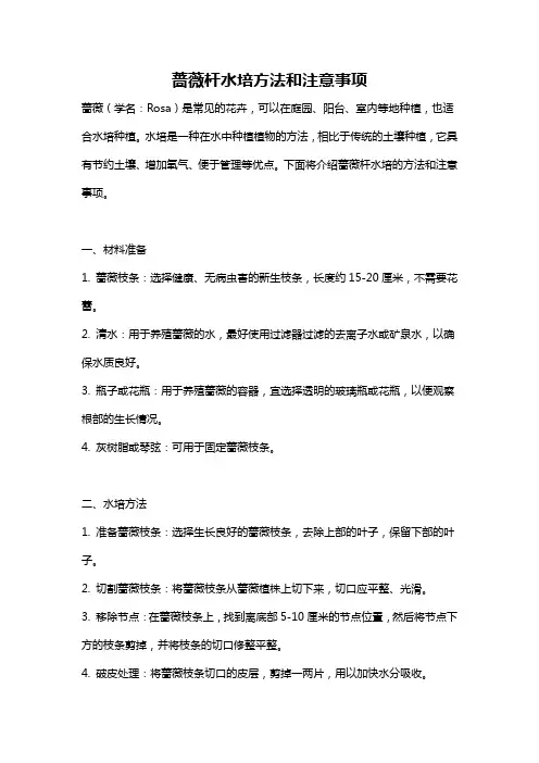 蔷薇杆水培方法和注意事项