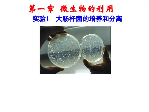 实验1-大肠杆菌的培养和分离
