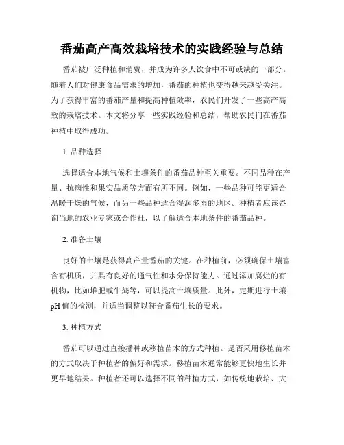 番茄高产高效栽培技术的实践经验与总结