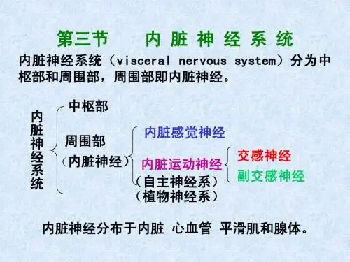 内脏神经(上课讲义)