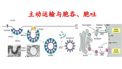 人教版生物必修一4.2.主动运输与胞吞、胞吐