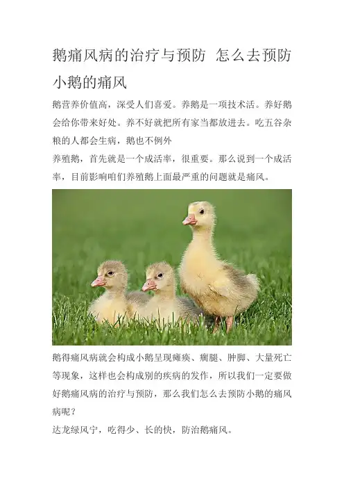 鹅痛风病的治疗与预防 怎么去预防小鹅的痛风