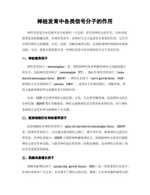 神经发育中各类信号分子的作用