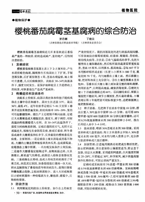 樱桃番茄腐霉茎基腐病的综合防治