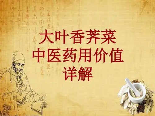 中药学_大叶香荠菜_药材详解课件模板