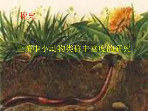 土壤中小动物类群丰富度的研究(修订版)