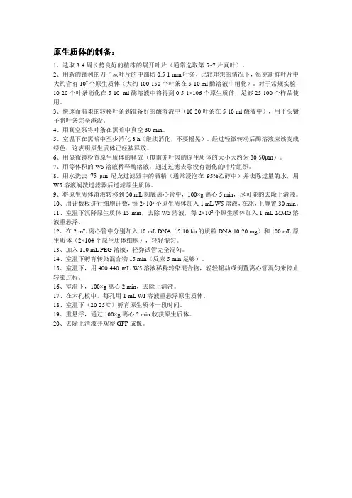 原生质体制备