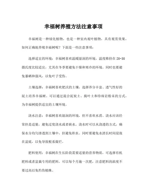 幸福树养殖方法注意事项