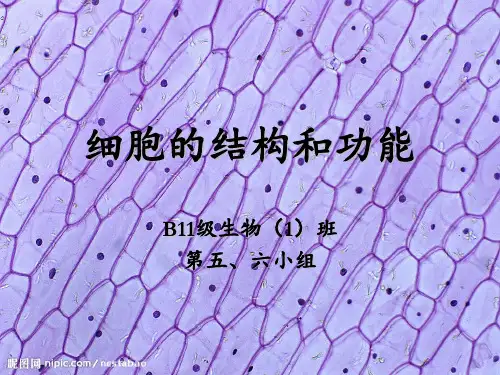 《细胞的结构和功能》概念图PPT课件