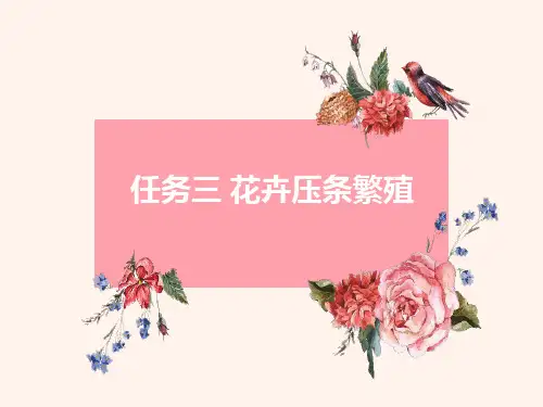 花卉繁育—压条繁殖