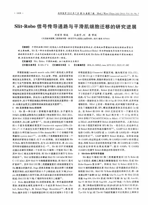 Slit-Robo信号传导通路与平滑肌细胞迁移的研究进展