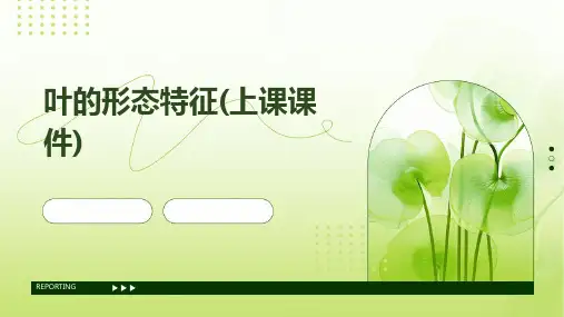 叶的形态特征(上课课件)