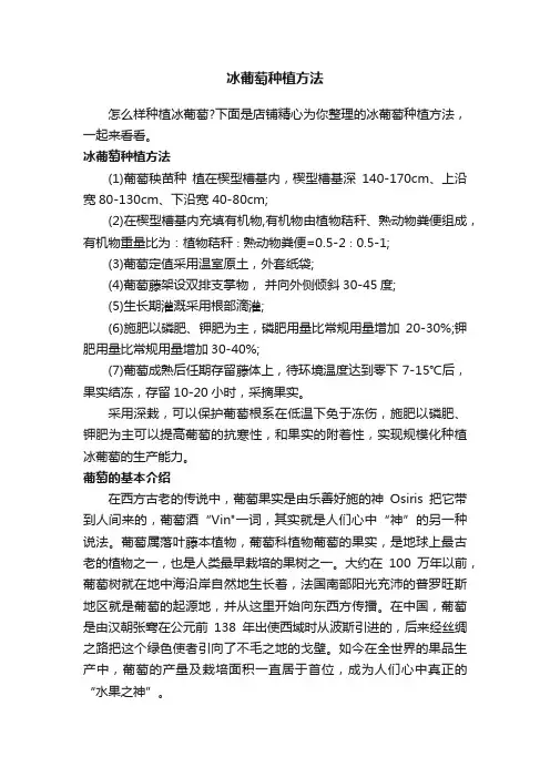 冰葡萄种植方法