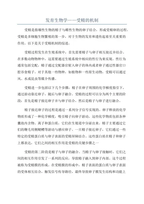 发育生物学——受精的机制