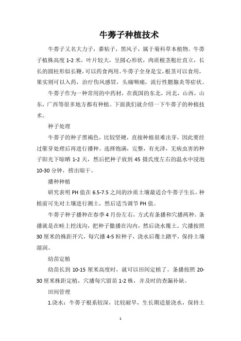 牛蒡子种植技术