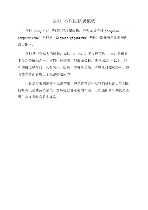 巨杉 杉科巨杉属植物