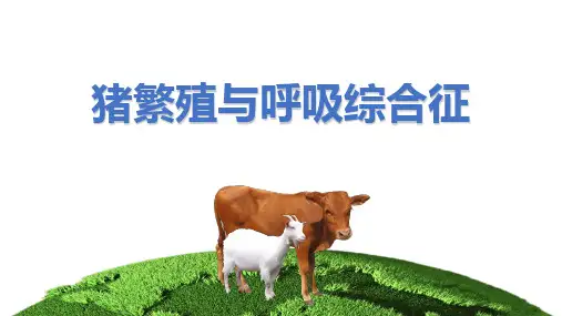 猪繁殖与呼吸综合征课件(共16张PPT)《动物疫病防治》