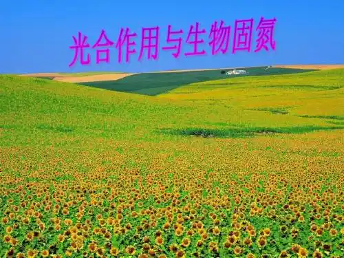 光合作用与生物固氮