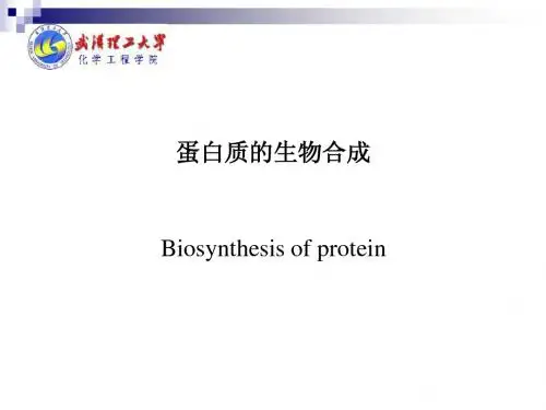 12-蛋白质的生物合成-12