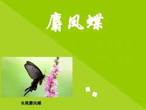城市昆虫学作业--麝凤蝶