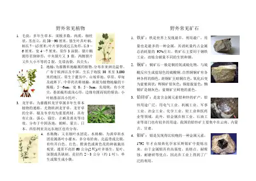 野外常见植物