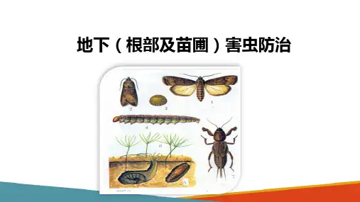 林木常见虫害的识别与防治—地下害虫的识别与防治