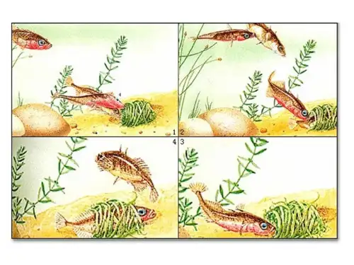 动物行为的研究方法