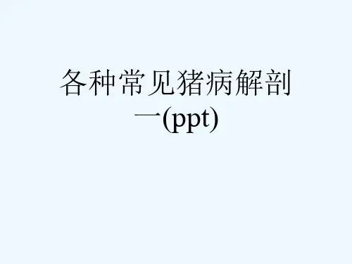 各种常见猪病解剖一(ppt)