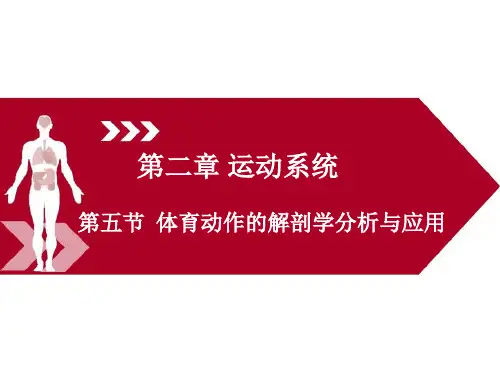 运动解剖学(第三版)课件第二章第五节体育动作的解剖学分析与应用