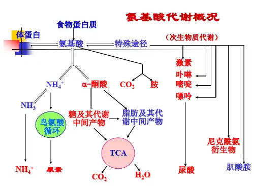 生物化学第三版第31章--氨基酸的生物合成