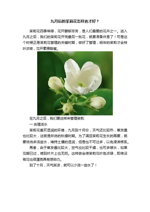 九月后的茉莉花怎样养才好？