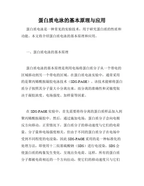 蛋白质电泳的基本原理与应用