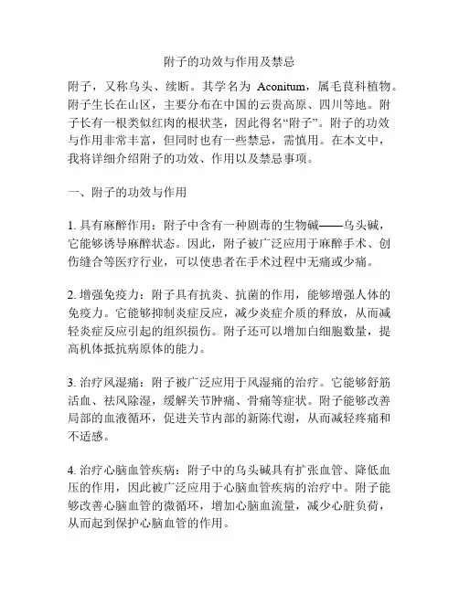 附子的功效与作用及禁忌