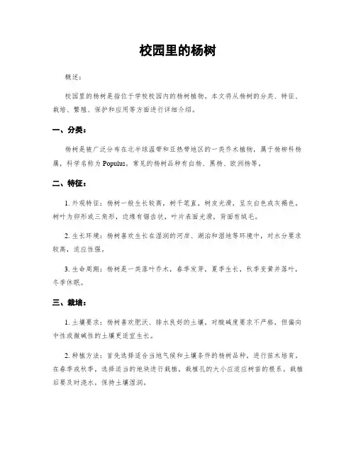 校园里的杨树