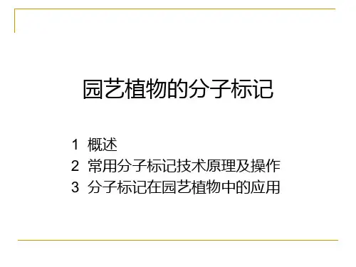分子标记ppt课件