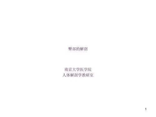 臀部的解剖ppt课件
