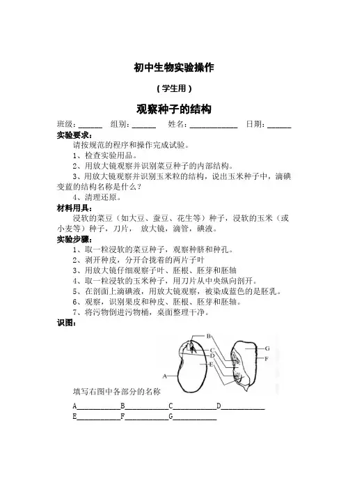 3.1.3观察种子的结构实验报告