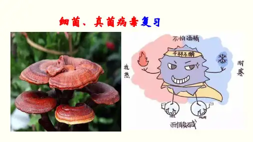 第三单元 细菌、真菌和病毒八年级生物上册单元复习(人教版)