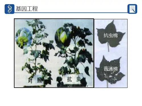 基因工程复习ppt课件