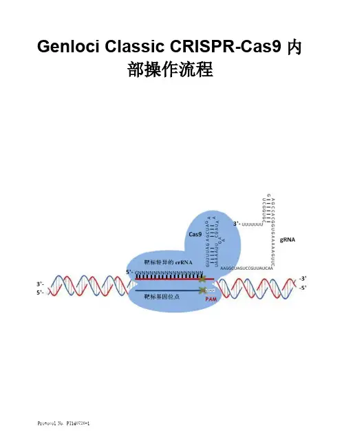 CRISPR-Cas9操作流程