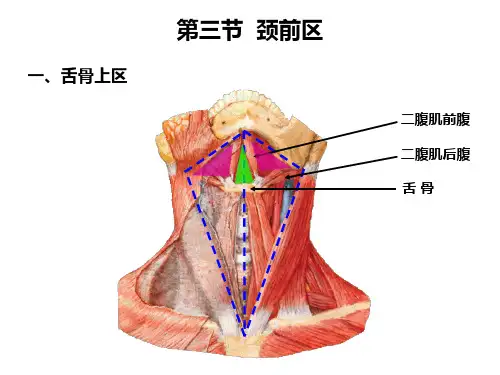 颈部----第三节 下颌下三角、颏下三
