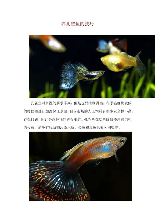 养孔雀鱼的技巧