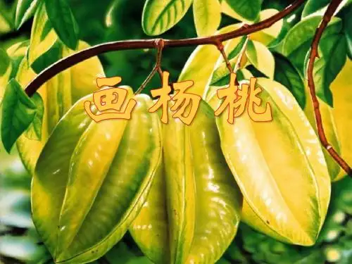 《画杨桃》PPT课件10 (共27张PPT)