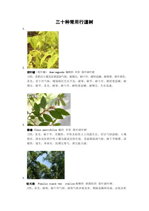 30种行道树(有图)