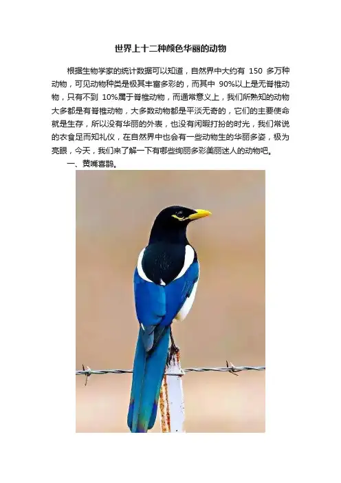 世界上十二种颜色华丽的动物