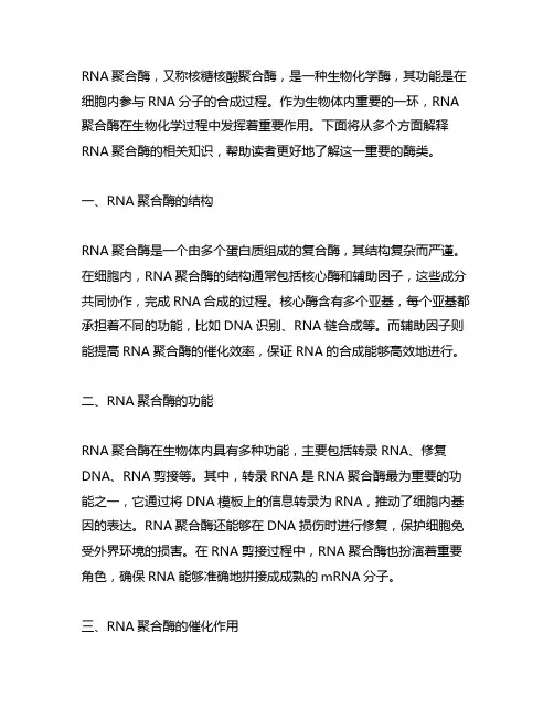 rna聚合酶名词解释生物化学