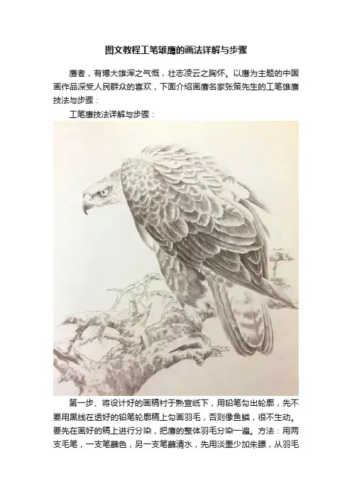 图文教程工笔雄鹰的画法详解与步骤